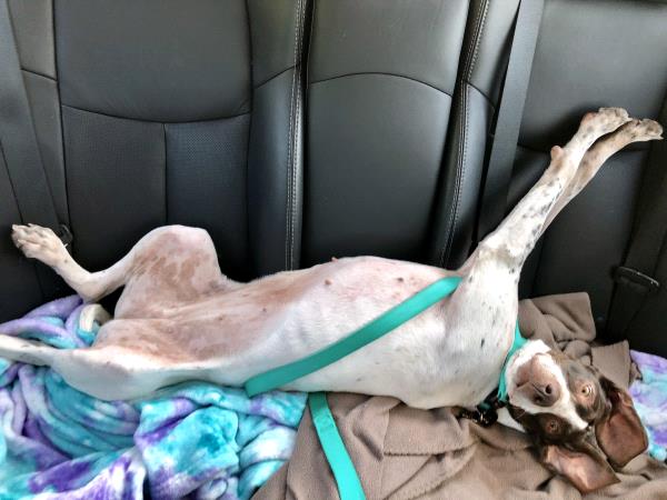 /images/uploads/southeast german shorthaired pointer rescue/segspcalendarcontest2019/entries/11598thumb.jpg